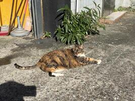 Tortoiseshell cat lying lazily on the ground basking in the sun photo
