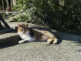Tabby cat lying lazily on the ground basking in the sun photo