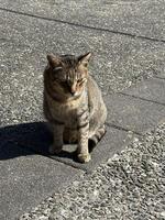 Tabby cat sitting on the ground basking in the sun photo