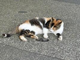 Calico cat lazily grooming itself under the eaves photo