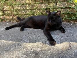 The black cat lies lazily next to the wall and rests with its eyes closed photo