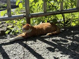 An orange cat lying lazily on the ground basking in the sun next to the green leaves under the railing photo