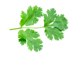 Top view of fresh green coriander leaf isolated in file format png