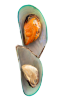 Top view of cooked or steamed green mussels isolated with clipping path in file format png