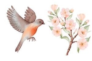 Spring Blossoming Branch with Peach or Cherry Flowers and Flying bird with soft brown and gray feathers and orange breast. Hand drawn watercolor illustration on a white background. Ideal for nature vector