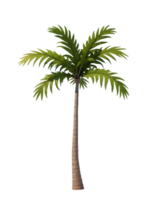isolated realistic palm tree in the summer png