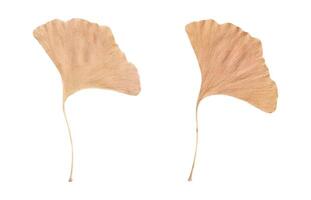 Realistic Ginkgo Biloba leaf isolated on white background vector