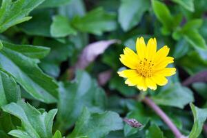 A yellow flower is growing in the middle of green leaves photo