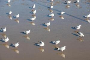 A flock of birds standing in a shallow body of water photo