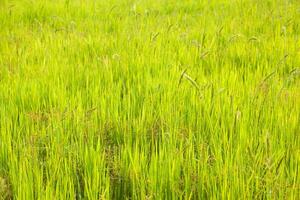 A field of green grass with tall grass photo