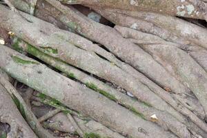 A close up of a tree with roots and leaves photo