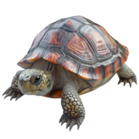 Walking Turtle with Realistic Details png