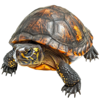 Realistic Turtle with Textured Shell png