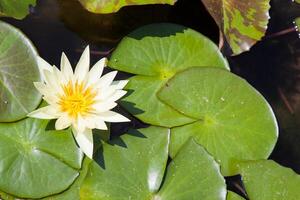 A white water lily in a pond photo