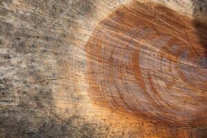A close up of a tree trunk with a circular hole photo