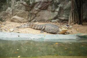 A large alligator is resting on the ground photo