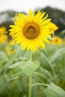 Sunflower in garden. photo