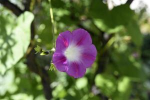 A pink flower in the greenery. A pale pink Ipomoea flower. photo