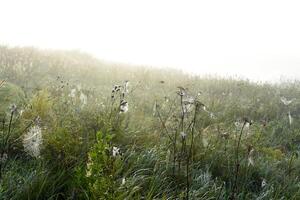 Cobwebs in the dew in the morning in the field. The spider's web. photo