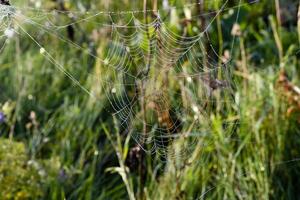 Cobwebs in the dew in the morning in the field. The spider's web. photo