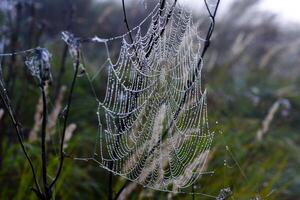 Cobwebs in the dew in the morning in the field. The spider's web. photo