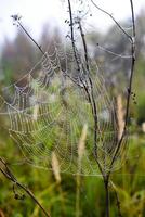 Cobwebs in the dew in the morning in the field. The spider's web. photo