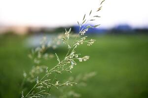 A cereal plant on a background of grass. Bromus inermis. A field plant. photo