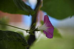A pink flower in the greenery. A pale pink Ipomoea flower. photo