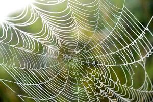 Cobwebs in the dew in the morning in the field. The spider's web. photo