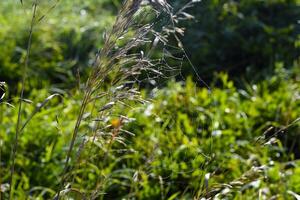 Cobwebs in the dew in the morning in the field. The spider's web. photo