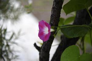 A pink flower in the greenery. A pale pink Ipomoea flower. photo