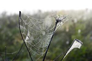 Cobwebs in the dew in the morning in the field. The spider's web. photo