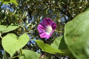 A pink flower in the greenery. A pale pink Ipomoea flower. photo