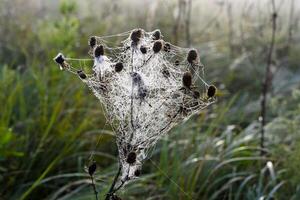 Cobwebs in the dew in the morning in the field. The spider's web. photo