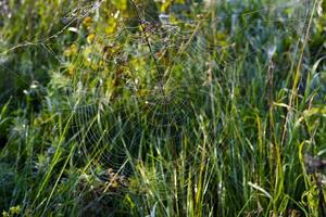 Cobwebs in the dew in the morning in the field. The spider's web. photo