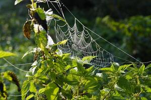 Cobwebs in the dew in the morning in the field. The spider's web. photo