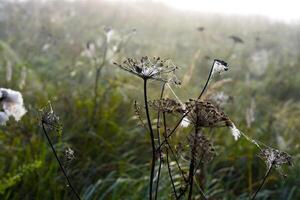 Cobwebs in the dew in the morning in the field. The spider's web. photo