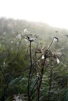 Cobwebs in the dew in the morning in the field. The spider's web. photo