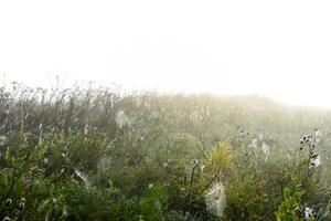 Cobwebs in the dew in the morning in the field. The spider's web. photo