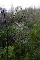 Cobwebs in the dew in the morning in the field. The spider's web. photo