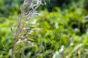 Cobwebs in the dew in the morning in the field. The spider's web. photo