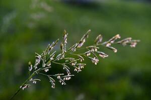 A cereal plant on a background of grass. Bromus inermis. A field plant. photo