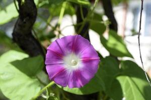 A pink flower in the greenery. A pale pink Ipomoea flower. photo