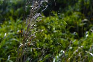 Cobwebs in the dew in the morning in the field. The spider's web. photo