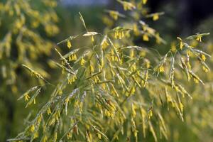 A cereal plant on a background of grass. Bromus inermis. A field plant. photo