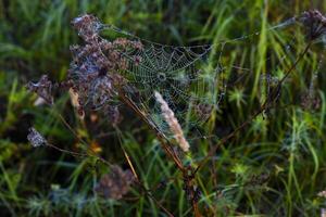 Cobwebs in the dew in the morning in the field. The spider's web. photo