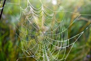 Cobwebs in the dew in the morning in the field. The spider's web. photo