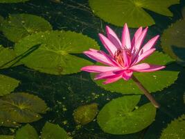 Beautiful lily lotus flower in a pond photo