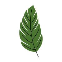 Tapered Leaf Illustration vector