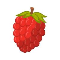 Raspberry Fruit Illustration vector